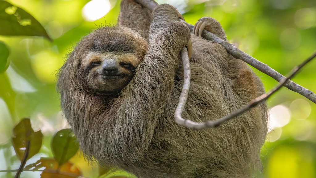 Costa Rica Explorer: Wildlife, Waterfalls & Beaches | 12-Day Group Adventure