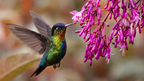 Costa Rica Explorer: Wildlife, Waterfalls & Beaches | 12-Day Group Adventure