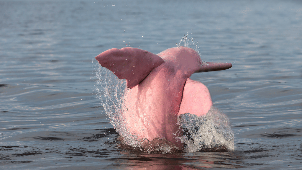 Cruise the Amazon's Heart: 9 - Day Riverboat Wildlife & Waters Adventure - Zero Trace Tours