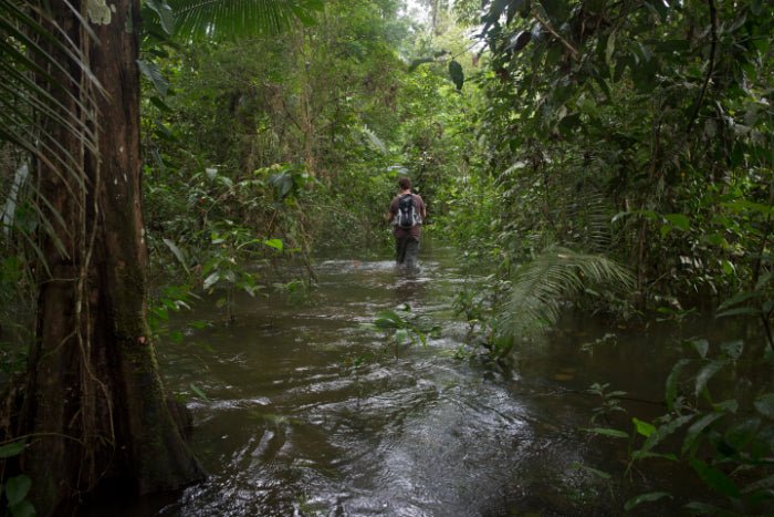 Cruise the Amazon's Heart: 9 - Day Riverboat Wildlife & Waters Adventure - Zero Trace Tours