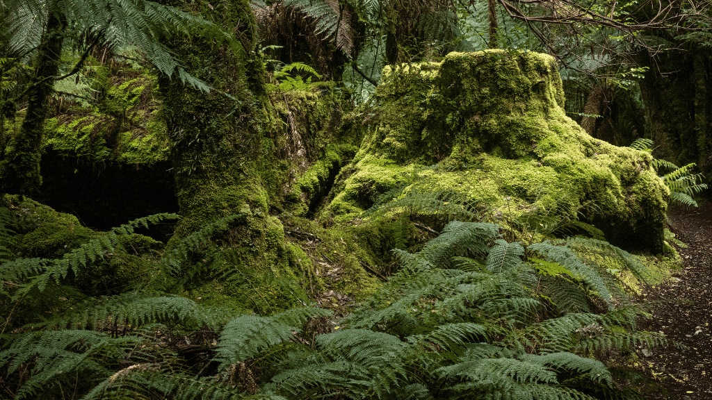 Deep Into the Tarkine: 5 - Day Ancient Rainforest Walk - Zero Trace Tours