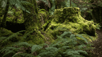 Deep Into the Tarkine: 5 - Day Ancient Rainforest Walk - Zero Trace Tours