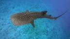 Dive into Maldives Magic: 7 - Day Reefs, Sharks & Sandbank Escape - Zero Trace Tours
