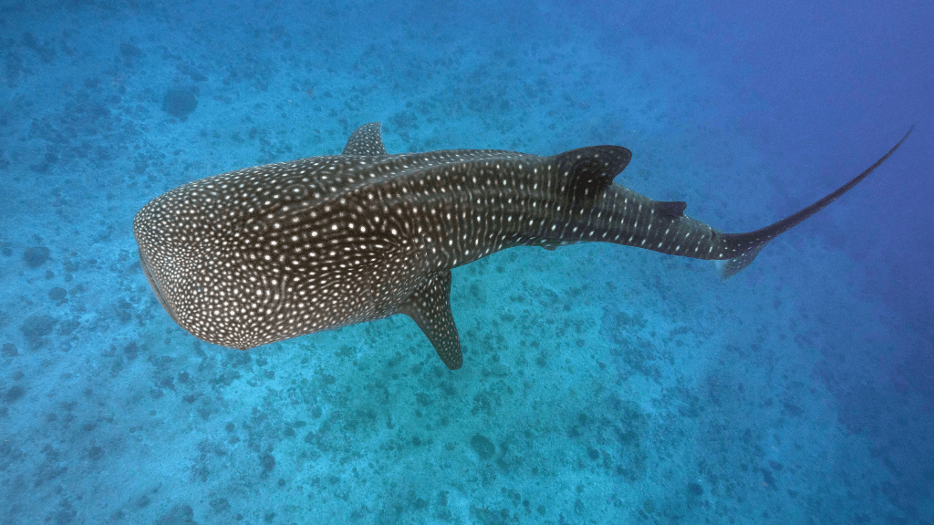 Dive into Maldives Magic: 7 - Day Reefs, Sharks & Sandbank Escape - Zero Trace Tours