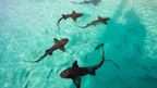 Dive into Maldives Magic: 7 - Day Reefs, Sharks & Sandbank Escape - Zero Trace Tours