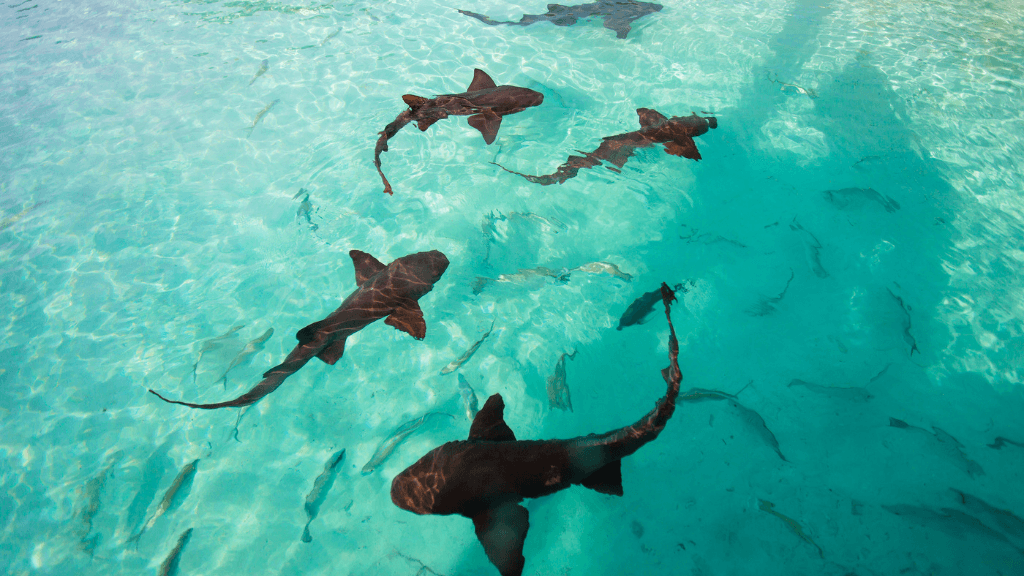 Dive into Maldives Magic: 7 - Day Reefs, Sharks & Sandbank Escape - Zero Trace Tours