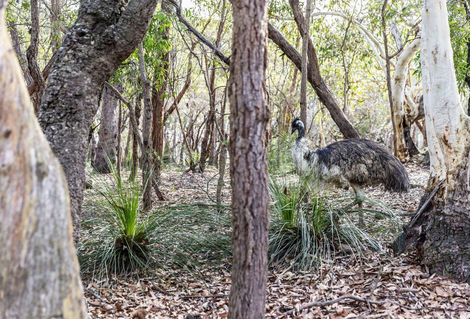 East Coast Essentials: 8 - Day Journey from Byron to Brisbane - Zero Trace Tours