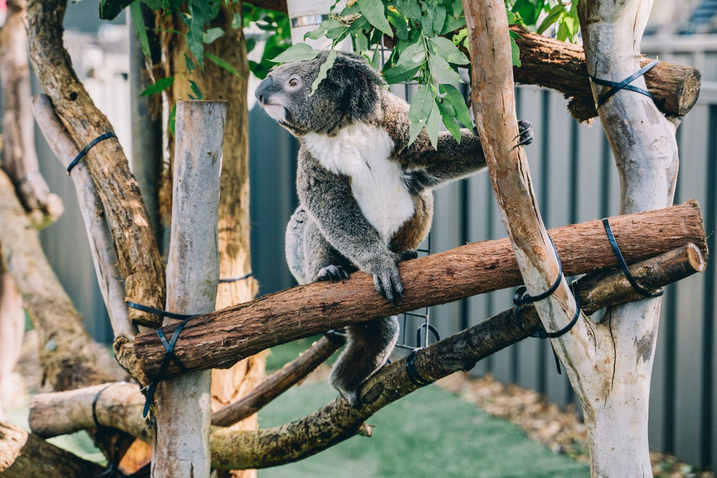 East Coast Essentials: 8 - Day Journey from Byron to Brisbane - Zero Trace Tours