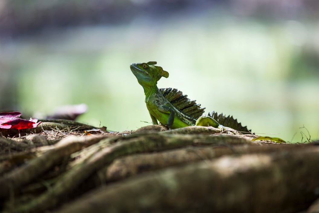 Epic Icons of Central America: Multi - Country Eco - Journey | Mexico City → Antigua / San José (29/45 or 62 Days) - Zero Trace Tours