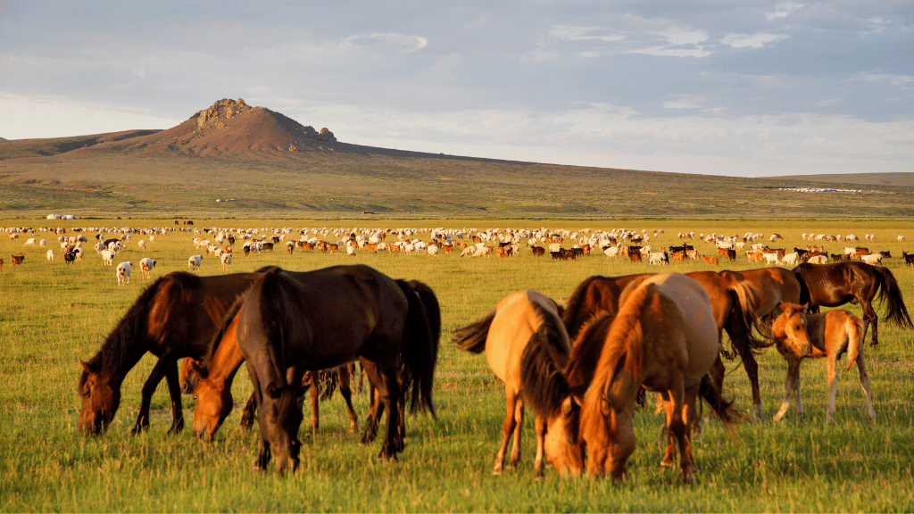 From Steppe to Sand: 14 - Day Mongolian Legends & Desert Adventures - Zero Trace Tours