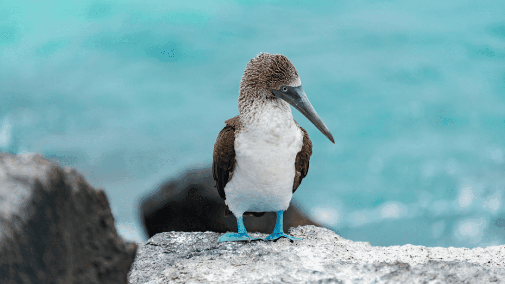 Galapagos Island Hop: 7 - 9 Days on Santa Cruz, Floreana & Isabela - Zero Trace Tours