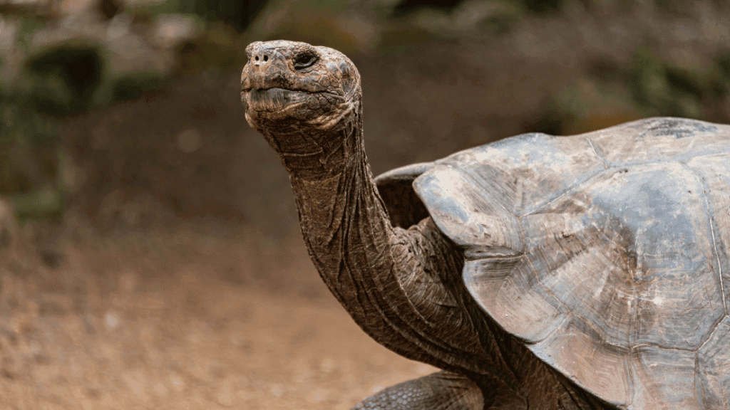 Galapagos Island Hop: 7 - 9 Days on Santa Cruz, Floreana & Isabela - Zero Trace Tours