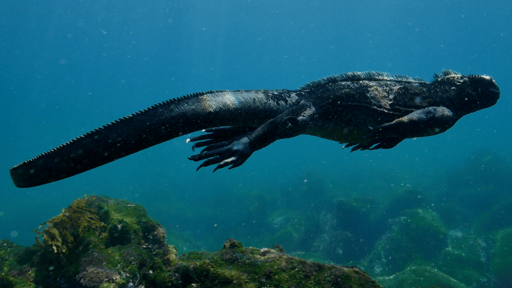 Galápagos Small - Ship Expedition: 7/10/17 - Day Island - Hopping Wonders - Zero Trace Tours