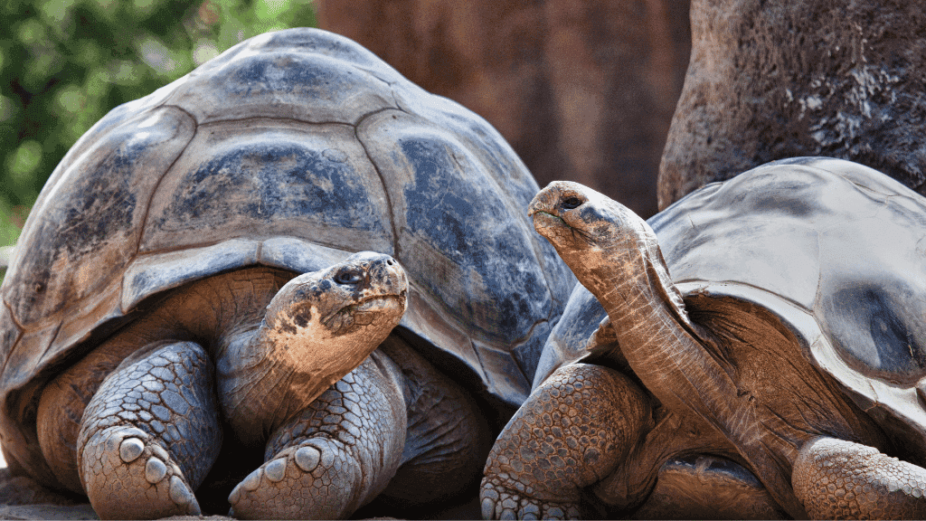 Galápagos Small - Ship Expedition: 7/10/17 - Day Island - Hopping Wonders - Zero Trace Tours