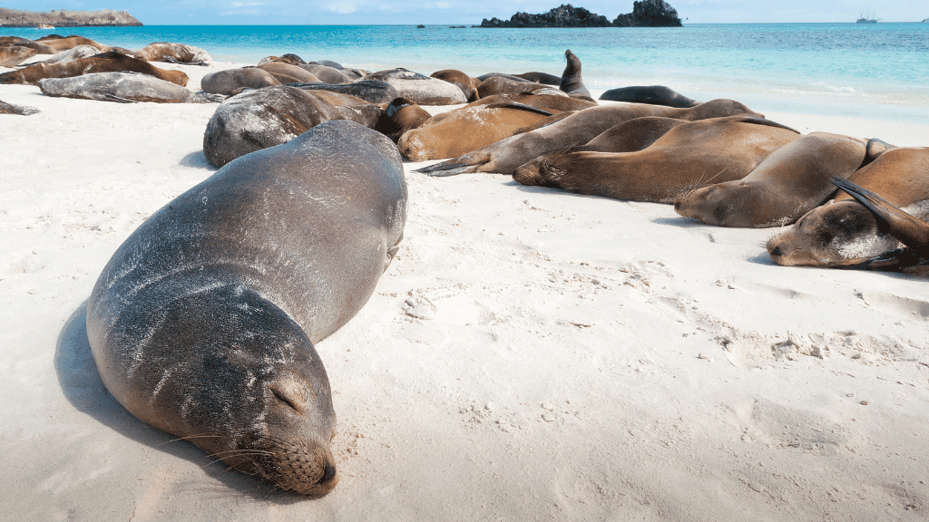 Galápagos Small - Ship Expedition: 7/10/17 - Day Island - Hopping Wonders - Zero Trace Tours