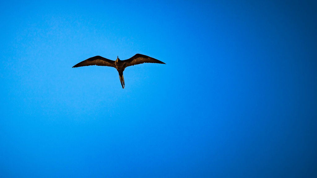 Galápagos Small - Ship Expedition: 7/10/17 - Day Island - Hopping Wonders - Zero Trace Tours