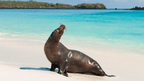 Galápagos Small - Ship Expedition: 7/10/17 - Day Island - Hopping Wonders - Zero Trace Tours