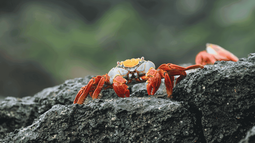 Galápagos Small - Ship Expedition: 7/10/17 - Day Island - Hopping Wonders - Zero Trace Tours