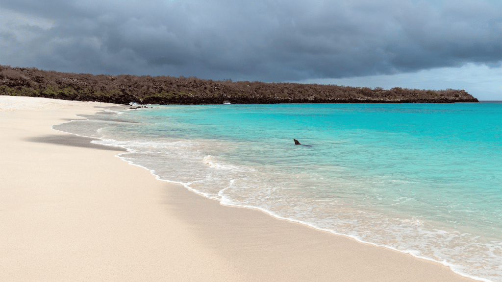 Galápagos Small - Ship Expedition: 7/10/17 - Day Island - Hopping Wonders - Zero Trace Tours