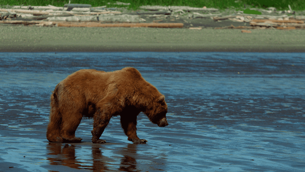 Geysers & Grizzlies: 6 - Day Yellowstone to Grand Teton Loop - Zero Trace Tours