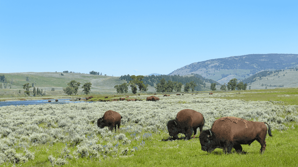 Geysers & Grizzlies: 6 - Day Yellowstone to Grand Teton Loop - Zero Trace Tours