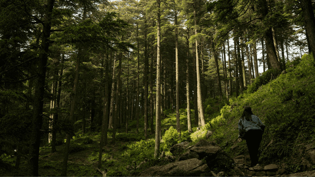 Geysers & Grizzlies: 6 - Day Yellowstone to Grand Teton Loop - Zero Trace Tours