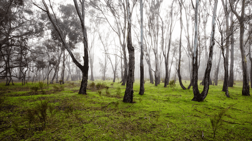 Golden Trails of Daylesford: 4 - Day Goldfields Walking Tour - Zero Trace Tours