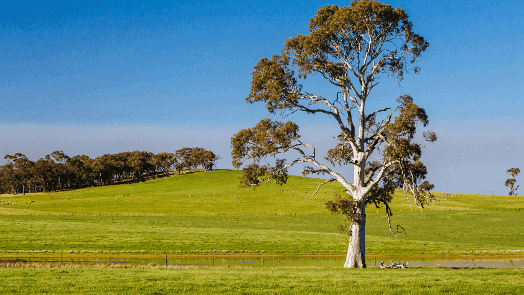 Golden Trails of Daylesford: 4 - Day Goldfields Walking Tour - Zero Trace Tours