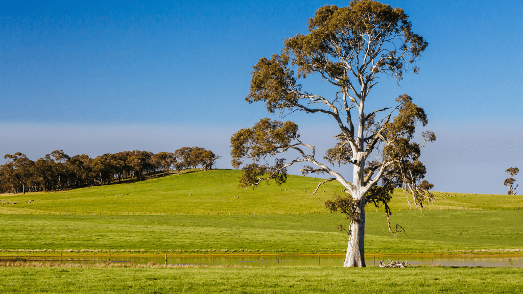 Daylesford & Goldfields Track 4-Day Walking Tour | Spa, Trails & Heritage Towns