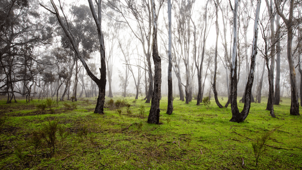 Daylesford & Goldfields Track 4-Day Walking Tour | Spa, Trails & Heritage Towns
