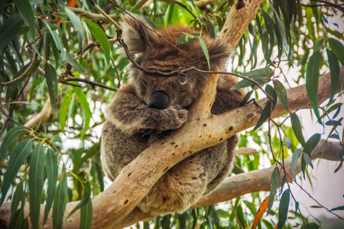 Iconic Aussie Traverse (10–23 Days) | Urban Icons, Uluru Sunsets & Whitsunday Sails - Zero Trace Tours