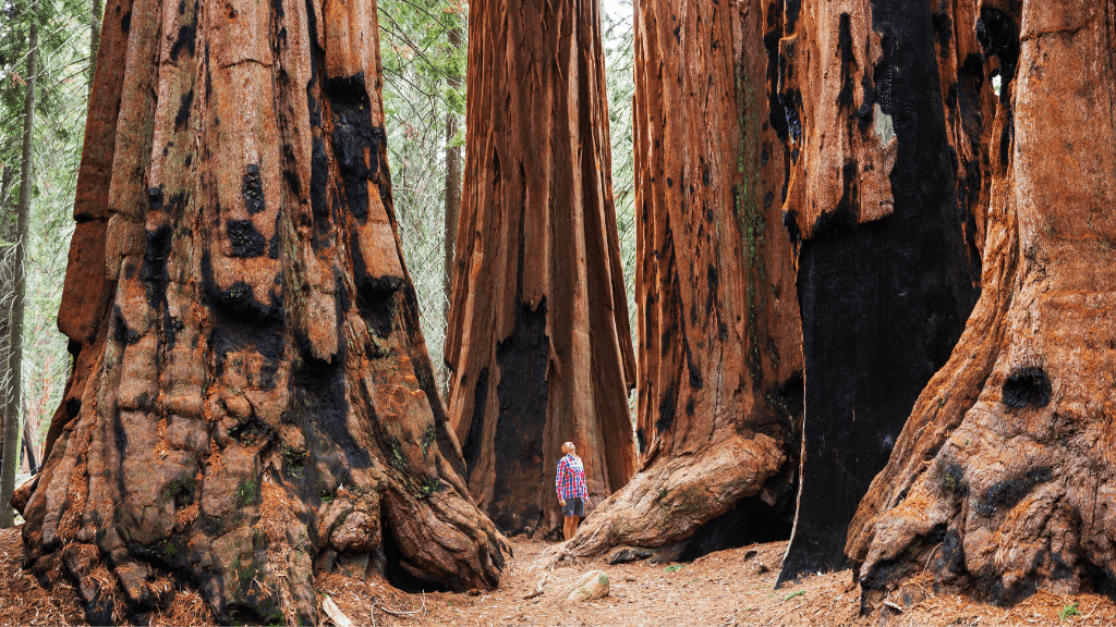 Icons of Western USA | 10–18 Days of Coast, Canyons & Giant Trees - Zero Trace Tours