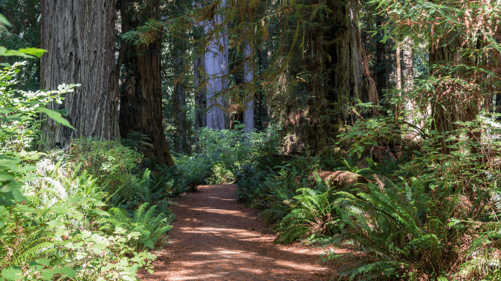 Icons of Western USA | 10–18 Days of Coast, Canyons & Giant Trees - Zero Trace Tours