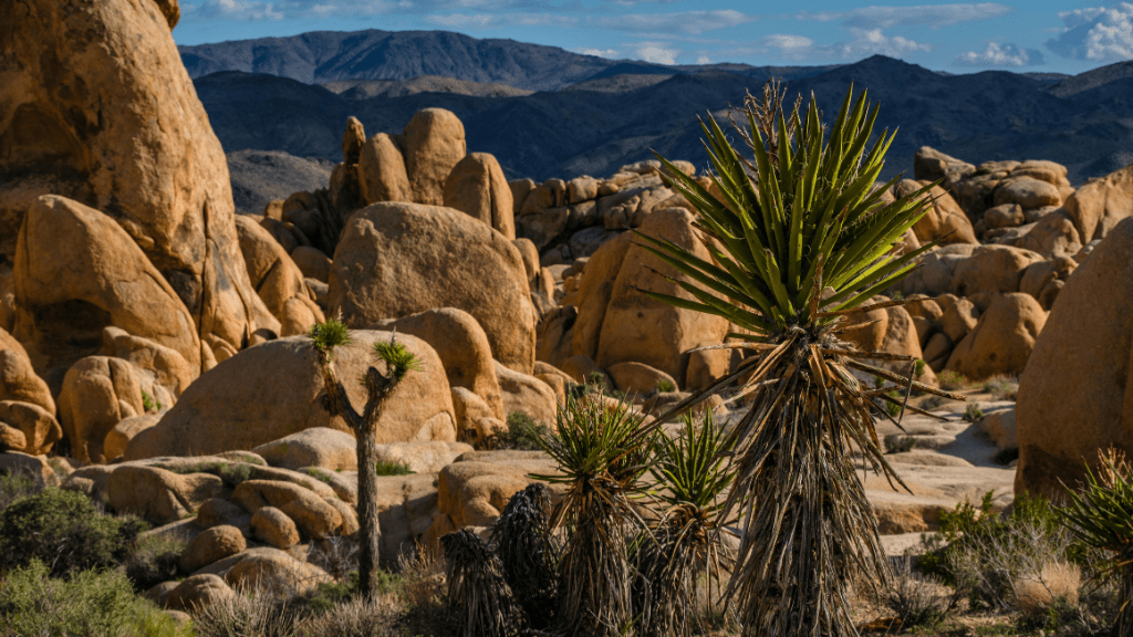 Icons of Western USA | 10–18 Days of Coast, Canyons & Giant Trees - Zero Trace Tours