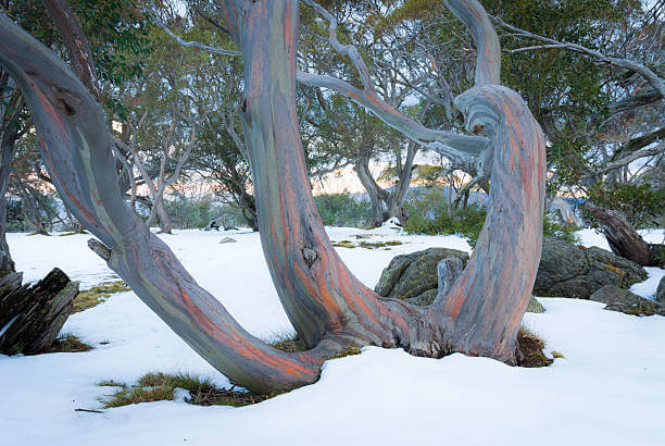 Colorful eucalyptus tree trunk in a snowy landscape
