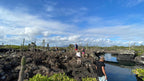 Galápagos Express: Island Hops, Snorkelling & Sea Lions (7–9 Days)