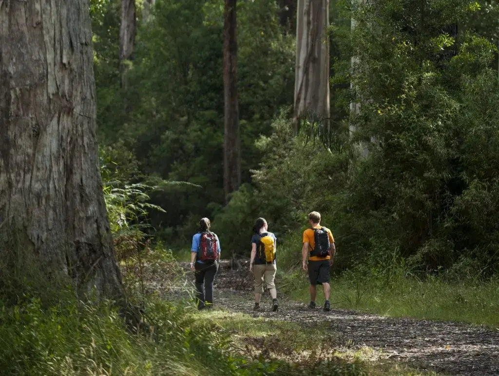 Group of hikers exploring the lush forests on the Twelve Apostles Trek adventure.