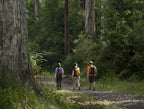 Group of hikers exploring the lush forests on the Twelve Apostles Trek adventure.