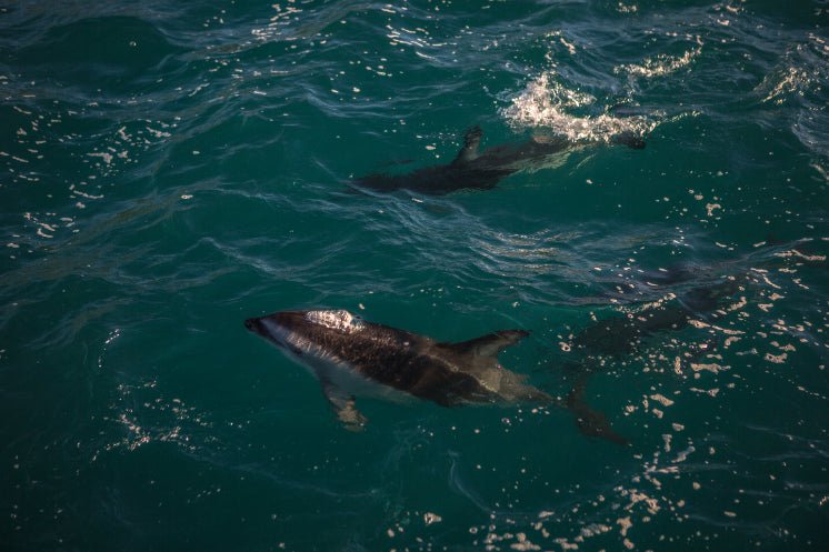 New Zealand Action Adventure | 8–22 Days of Gorges, Glaciers & Glowworms - Zero Trace Tours