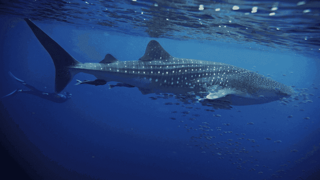 Ningaloo Reef Discovery: 3 - Day Kayak & Snorkel Expedition - Zero Trace Tours