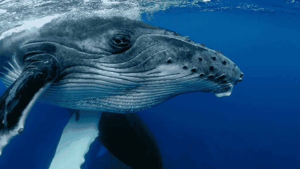 Ningaloo Reef Discovery: 3 - Day Kayak & Snorkel Expedition - Zero Trace Tours