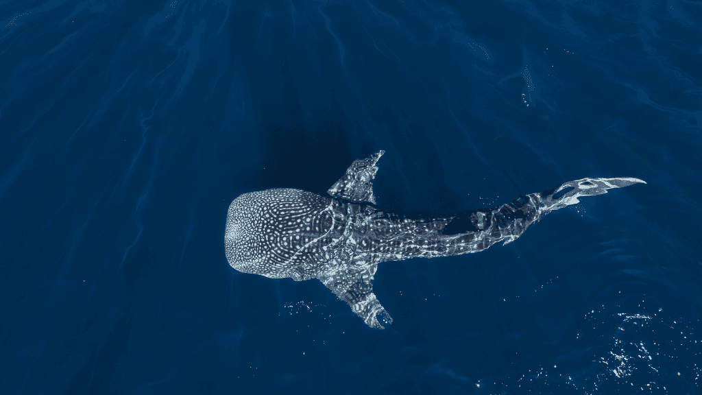 Ningaloo Reef Discovery: 3 - Day Kayak & Snorkel Expedition - Zero Trace Tours