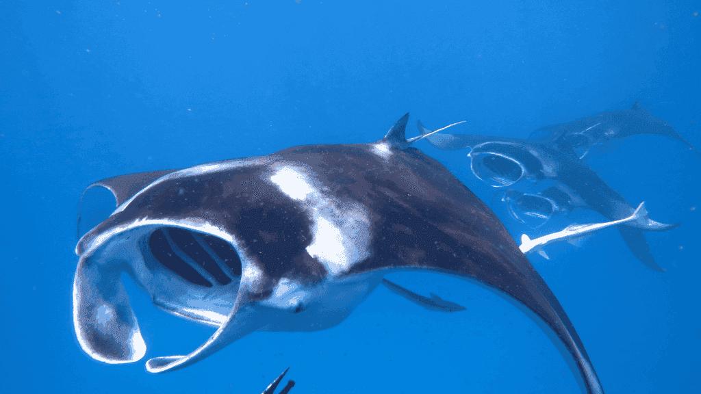 Ningaloo Reef Discovery: 3 - Day Kayak & Snorkel Expedition - Zero Trace Tours