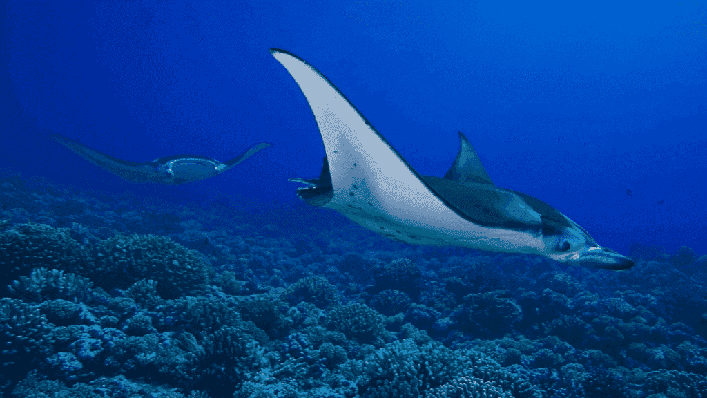 Ningaloo Reef Discovery: 3 - Day Kayak & Snorkel Expedition - Zero Trace Tours