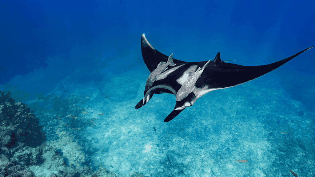 Ningaloo Reef Discovery: 3 - Day Kayak & Snorkel Expedition - Zero Trace Tours