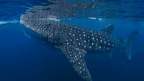 Ningaloo Reef Discovery: 3 - Day Kayak & Snorkel Expedition - Zero Trace Tours