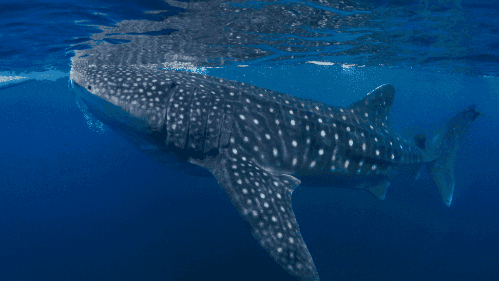 Ningaloo Reef Discovery: 3 - Day Kayak & Snorkel Expedition - Zero Trace Tours
