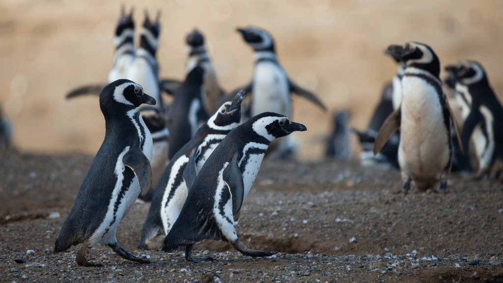 Patagonia Your Way: 14 - Day Sights or Trails Adventure - Zero Trace Tours