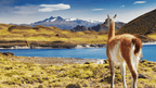Patagonia Your Way: 14 - Day Sights or Trails Adventure - Zero Trace Tours
