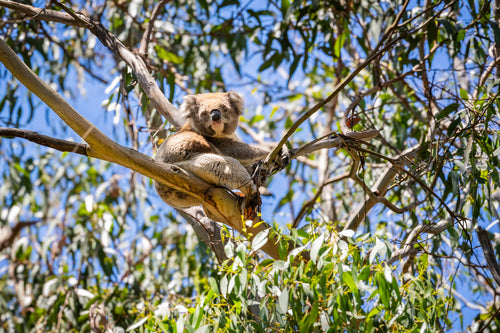 Great Ocean Road Reverse Itinerary Premium Day Tour from Melbourne - Zero Trace Tours